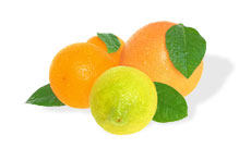 Citrus Products Image
